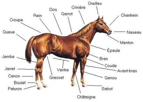 L'anatomie du Cheval 